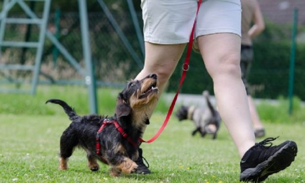 Curso de Adestramento de Cães Online